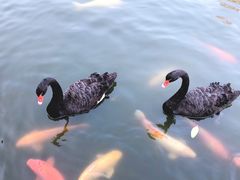 -深圳野生动物园