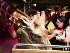 -清迈夜间动物园