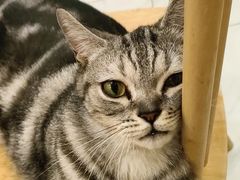 -楼上猫咖(罗湖店)