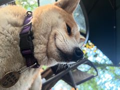 -柴犬高等学院·狗咖·柴犬售卖·宠物训练