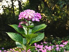 -共青国家森林公园-售票处