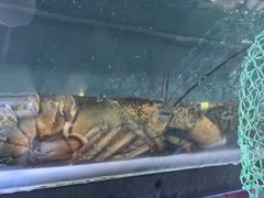 -御龙海鲜火锅(十六浦店)