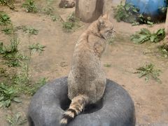 -青藏高原野生动物园