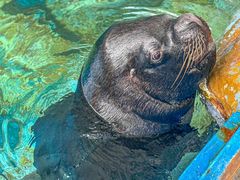 -海合安武汉极地海洋公园