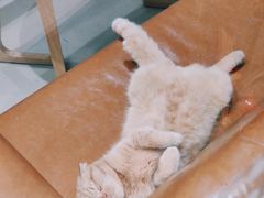 -藏猫猫咖啡主题馆(中央大道店)