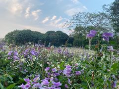 -松山湖梦幻百花洲
