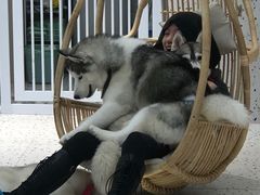 -Husky Go!哈士奇体验馆·宠物咖啡厅狗咖