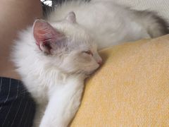 -贝利宠物医院·骨科·眼科·肿瘤转诊中心(南坪诊疗中心)