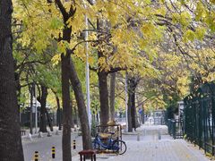 -三里屯东五街银杏大道