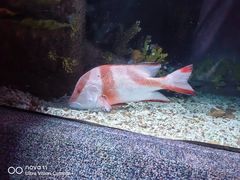 -大连圣亚海洋世界