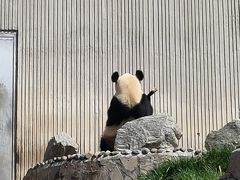 -卧龙中华大熊猫苑神树坪基地