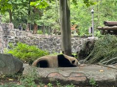 -都江堰中华大熊猫苑