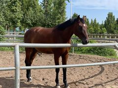 -北京群众马术培训基地