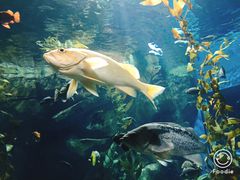 景点-瑞普利水族馆