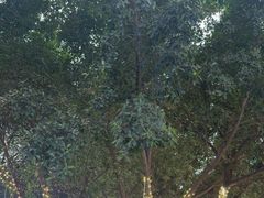 -味子夫鸡柳(解放碑总店)