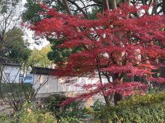 -秋霞圃
