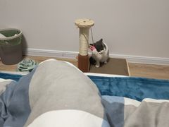 -欣宠猫屋·矮脚拿破仑·蓝金金渐层