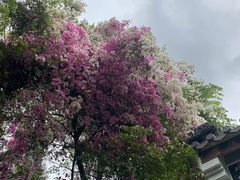 -深圳国际园林花卉博览园