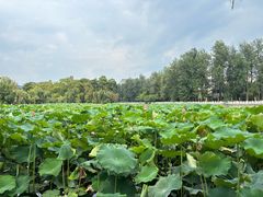 -MAP CHA普洱茶馆(翠湖店)