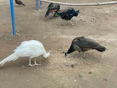 -森林公园(尖草坪区)