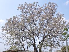 -烟桥古村