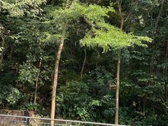 -火炉山森林公园