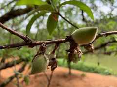 -南国桃园旅游度假区