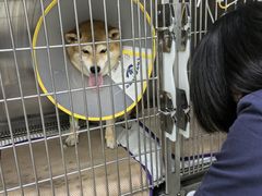 -申普宠物医院·心脏介入·心血管微创(总院)
