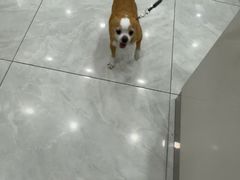 -安安宠医宠物医院·异宠·犬猫内科(岳阳分院)