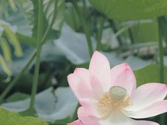 -丰台科技园生态主题公园
