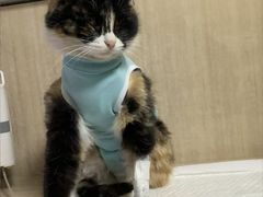 -北京观赏动物医院·24小时大型综合·猫专科·异宠专科
