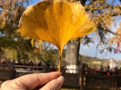 -千年银杏谷文化旅游区