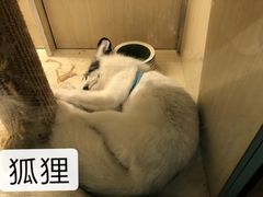 -藦茜花园宠物主题亲子互动体验馆(国顺东路店)