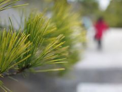 -京都御所