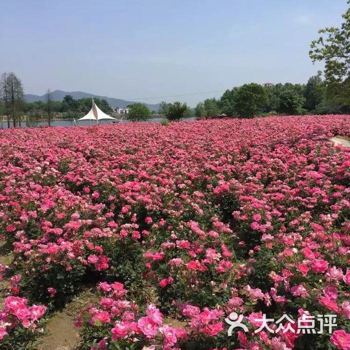 木兰玫瑰园