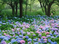 -上海共青森林公园