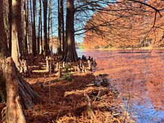 -上海海湾国家森林公园