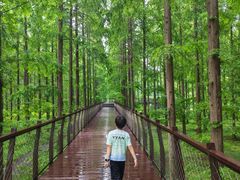 -黄海国家森林公园