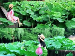-陈家山荷花公园