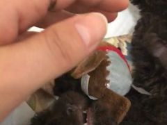 -佩兹宠物医院肿瘤专科·眼科·牙科(黄浦店)