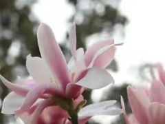 -黎坪国家森林公园