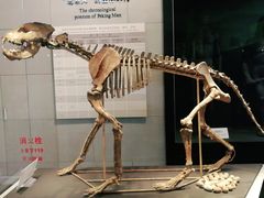 -北京周口店北京人遗址博物馆