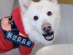 -关爱宠物医院·猫科中心·消化科(滨湖万达分院)