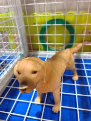 -卡通尼·Safari非洲探索乐园·生日会(金桥国际商业广场店)