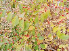 -永定河休闲森林公园