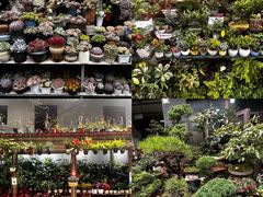 -青石桥花鸟鱼虫市场(叠翠城店)