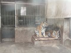 -成都动物园