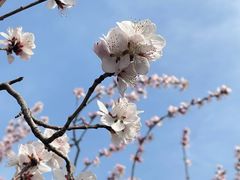 -桃花堤公园