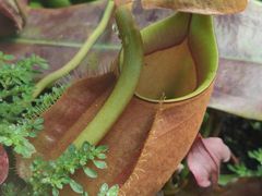 -国家植物园南园