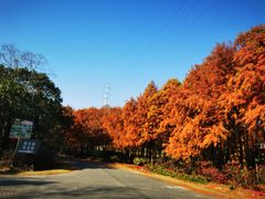 -上海海湾国家森林公园